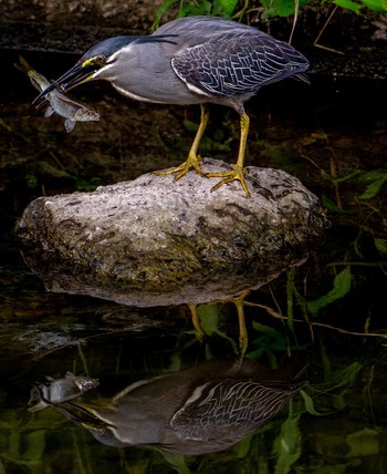 Striated Heron 埼玉県入間市 Thu, 7/6/2023