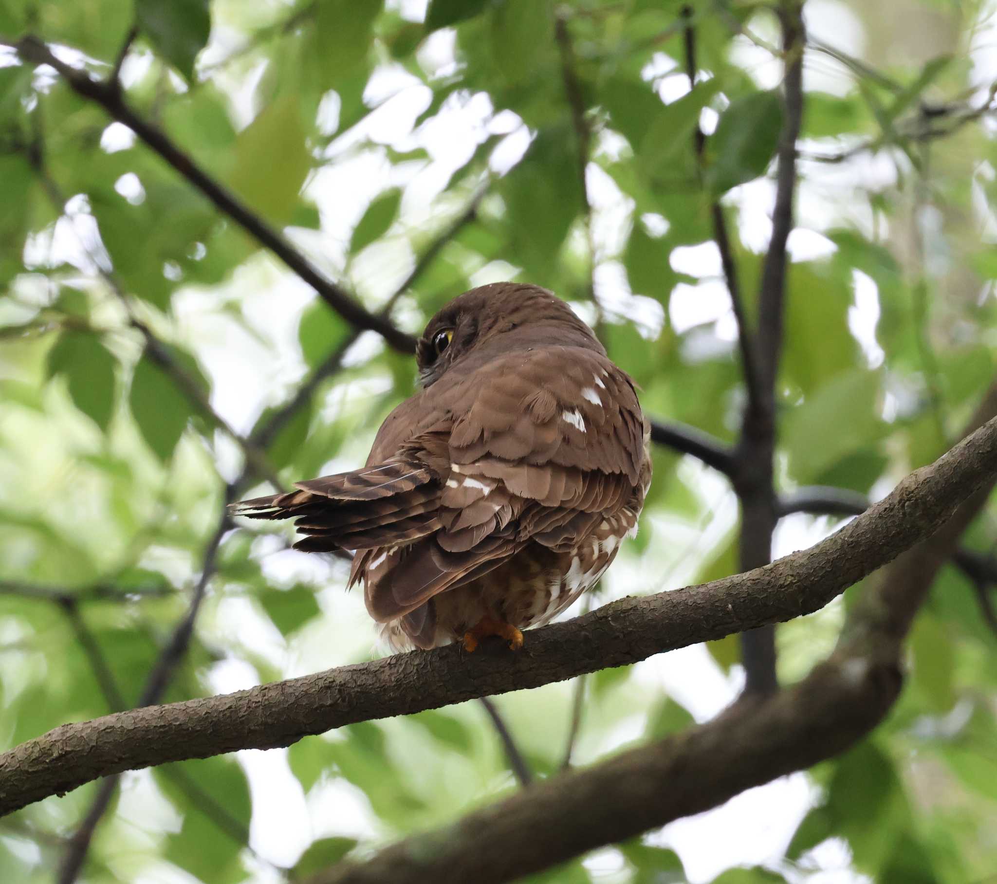 福岡県 アオバズクの写真 by 気ままに山歩