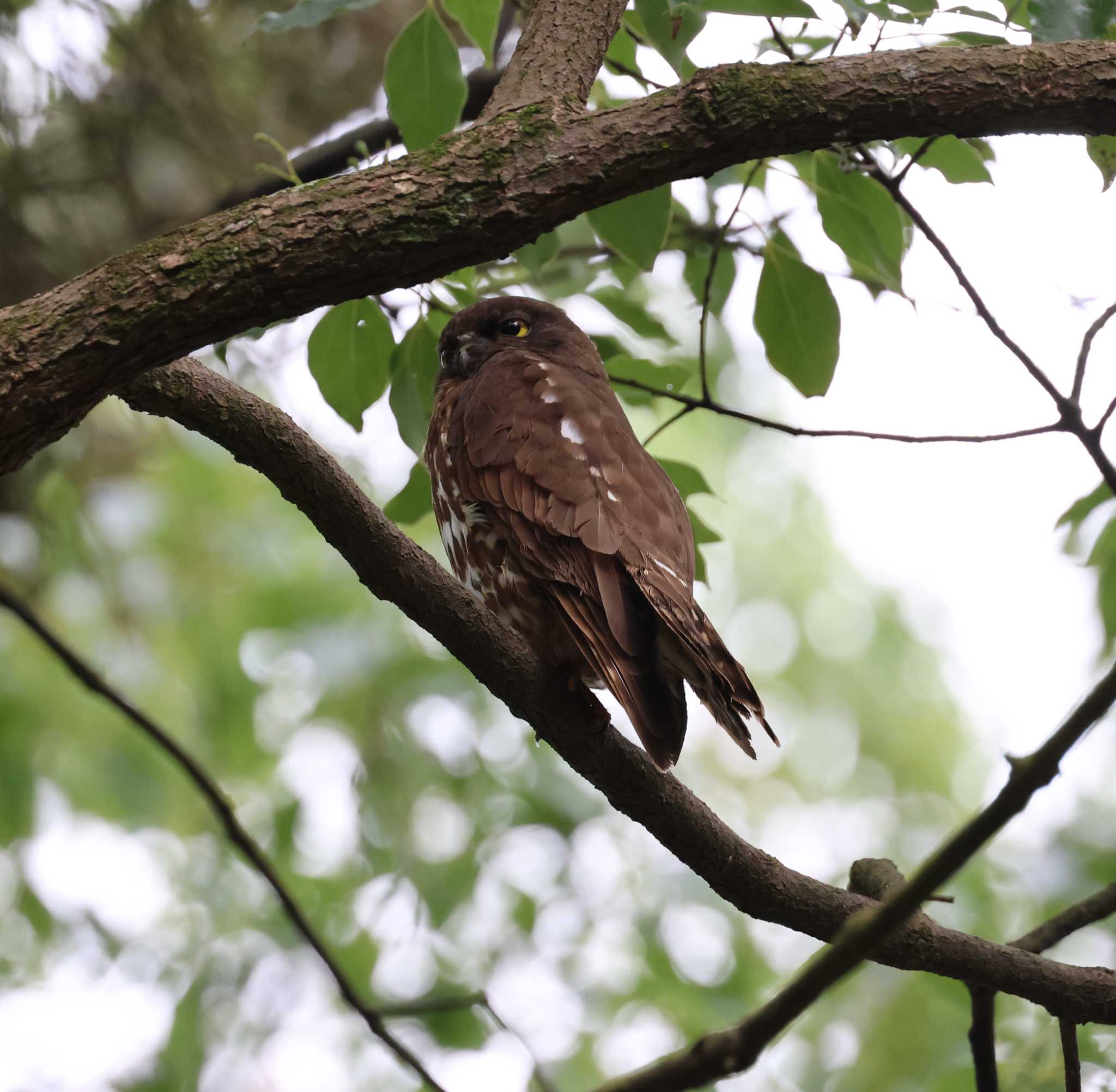 福岡県 アオバズクの写真 by 気ままに山歩