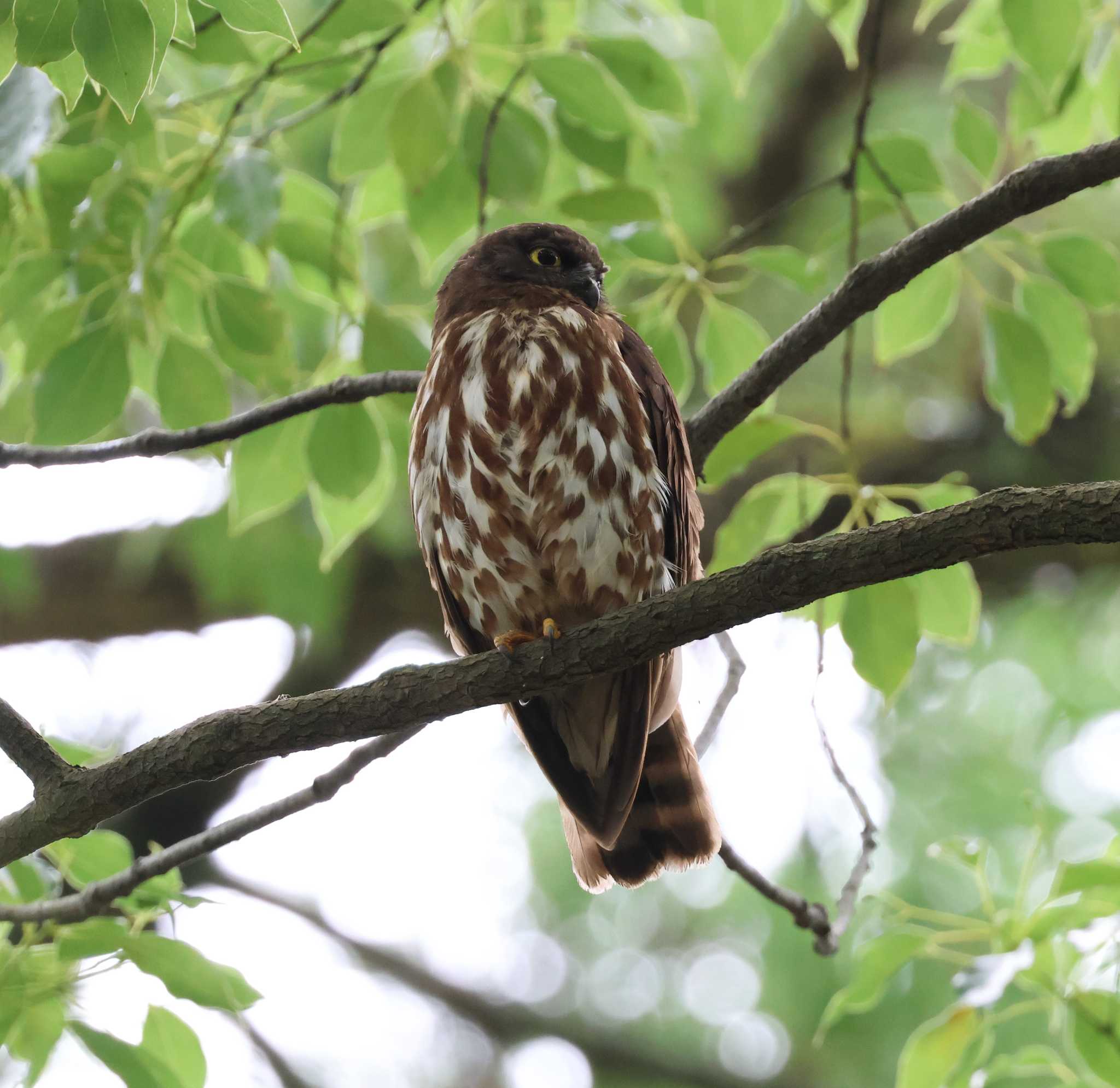 福岡県 アオバズクの写真