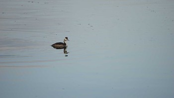 Great Crested Grebe 平潟湾 Thu, 1/18/2018