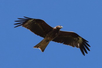 Black Kite 伊吹山 Sun, 7/2/2023