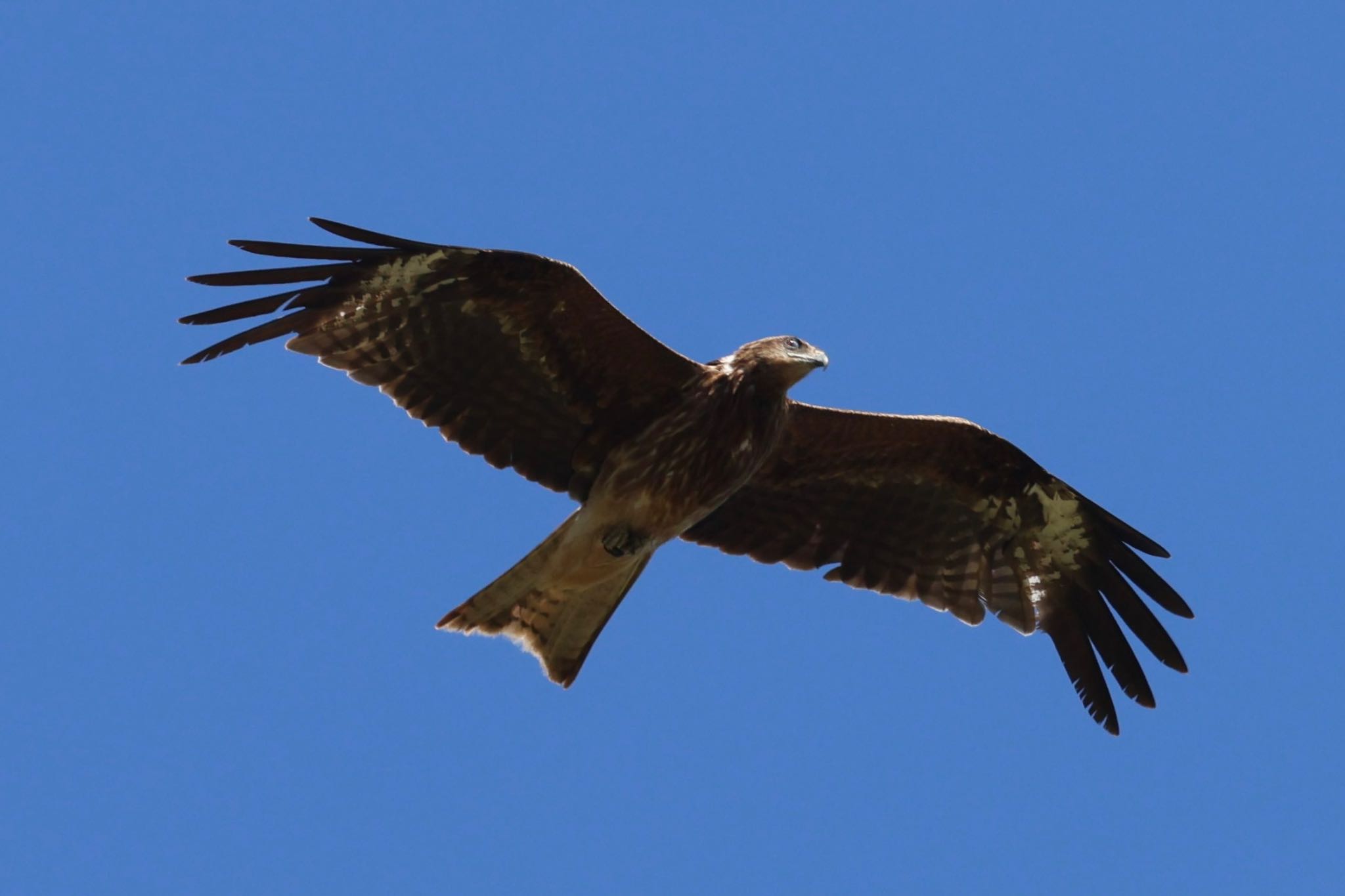 Photo of Black Kite at 伊吹山 by フーさん