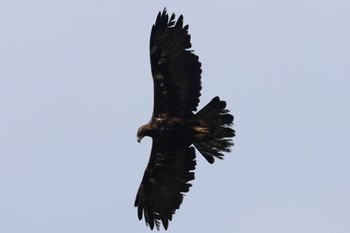 Golden Eagle 伊吹山 Sun, 7/2/2023