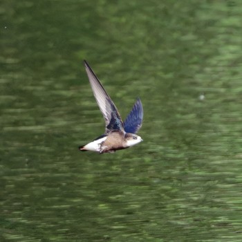 White-throated Needletail Nishioka Park Fri, 7/7/2023