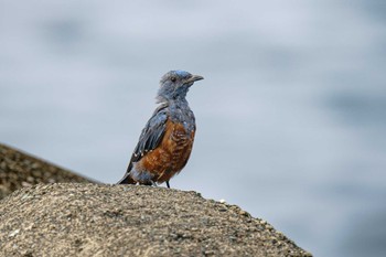 Blue Rock Thrush 江ノ島 Fri, 7/7/2023