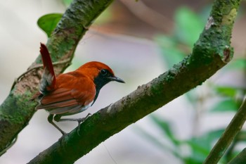 Fri, 7/7/2023 Birding report at Hijiotaki