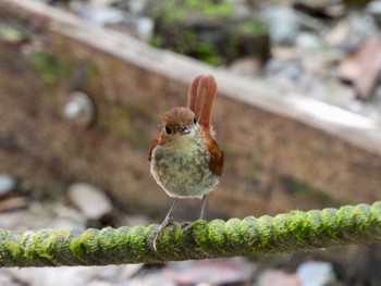 2023年7月7日(金) 比地大滝の野鳥観察記録