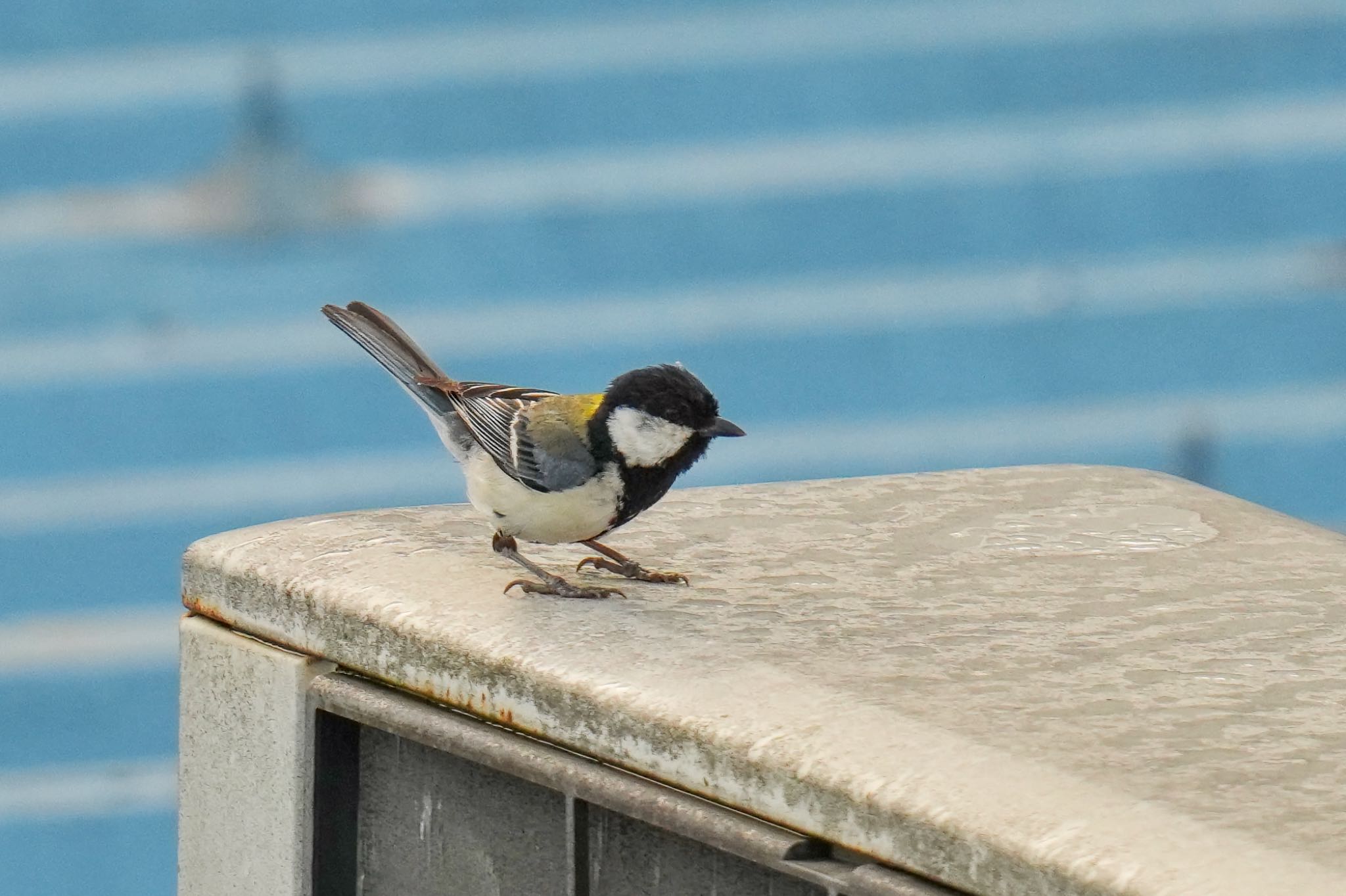 シジュウカラ