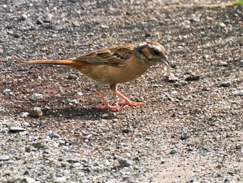 2023年7月5日(水) 福井緑地(札幌市西区)の野鳥観察記録