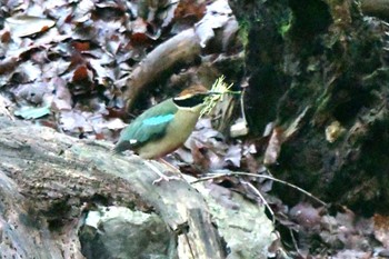 ヤイロチョウ 関西 2023年7月6日(木)