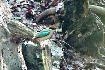 ヤイロチョウ 関西 2023年7月6日(木)