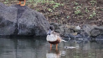 ハシビロガモ 旧芝離宮恩賜庭園 2017年11月25日(土)