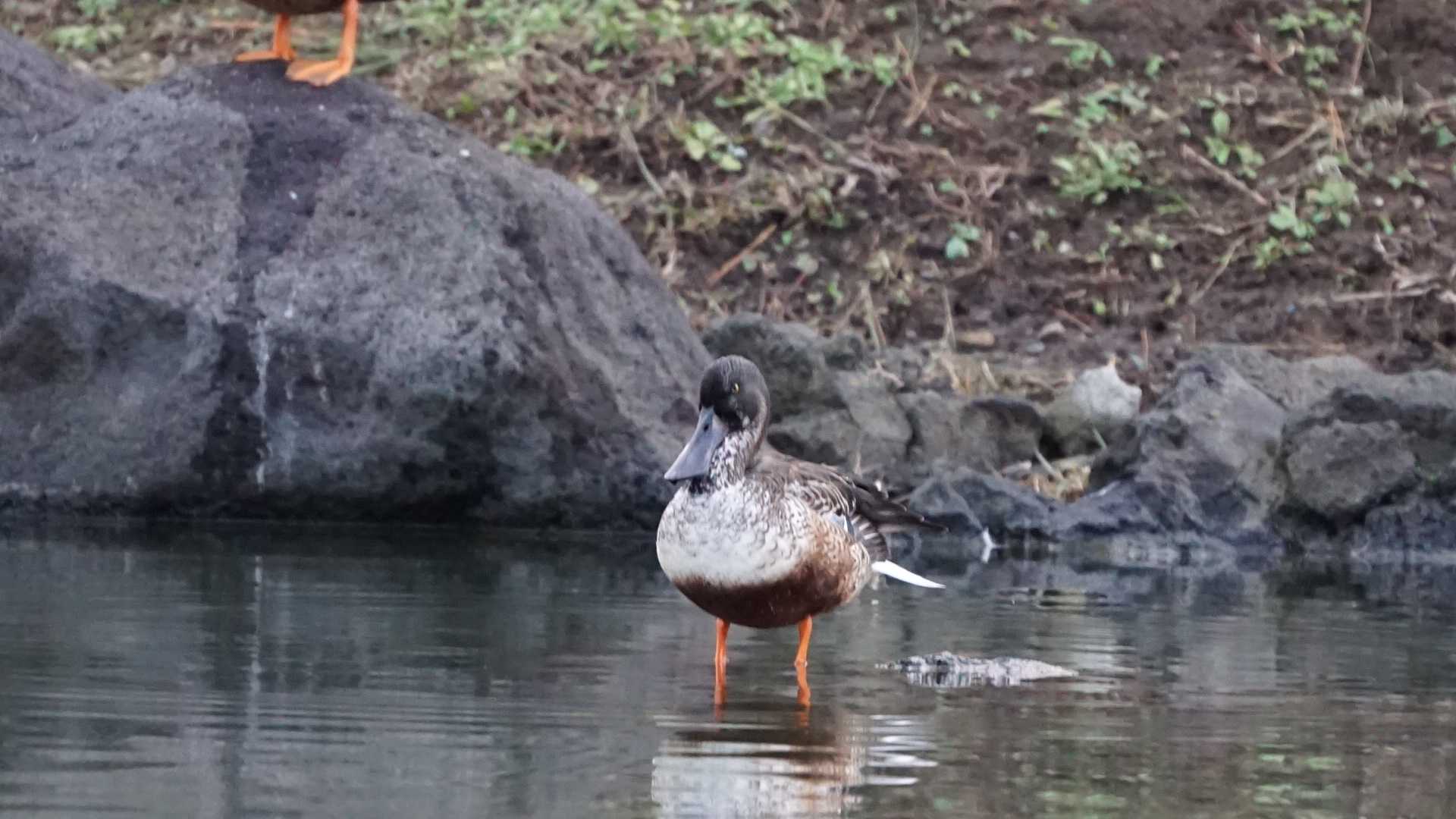 Photo of Northern Shoveler at 旧芝離宮恩賜庭園 by misa X