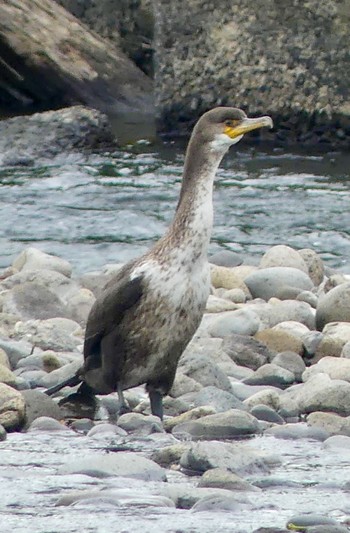 カワウ 豊平川 2023年7月7日(金)