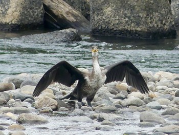 カワウ 豊平川 2023年7月7日(金)