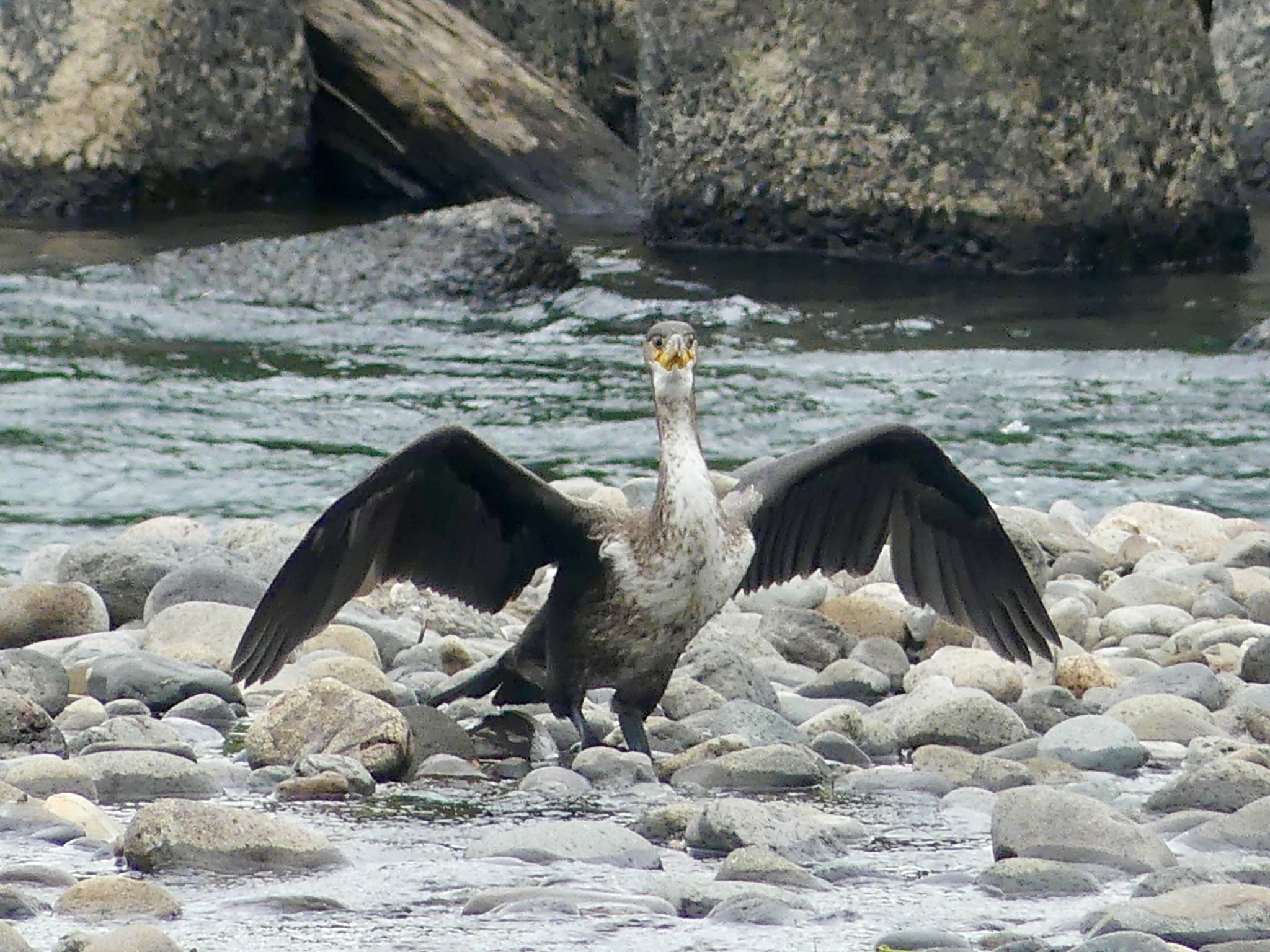 カワウ