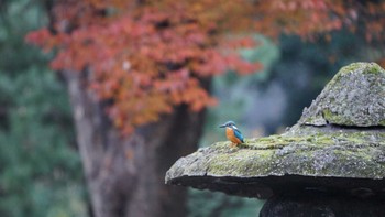 カワセミ 旧芝離宮恩賜庭園 2017年11月25日(土)