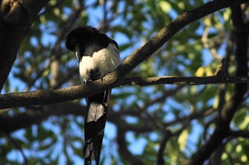 Eurasian Magpie 大安森林公園 Tue, 6/6/2023