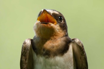 Barn Swallow 京都府 Sat, 7/8/2023