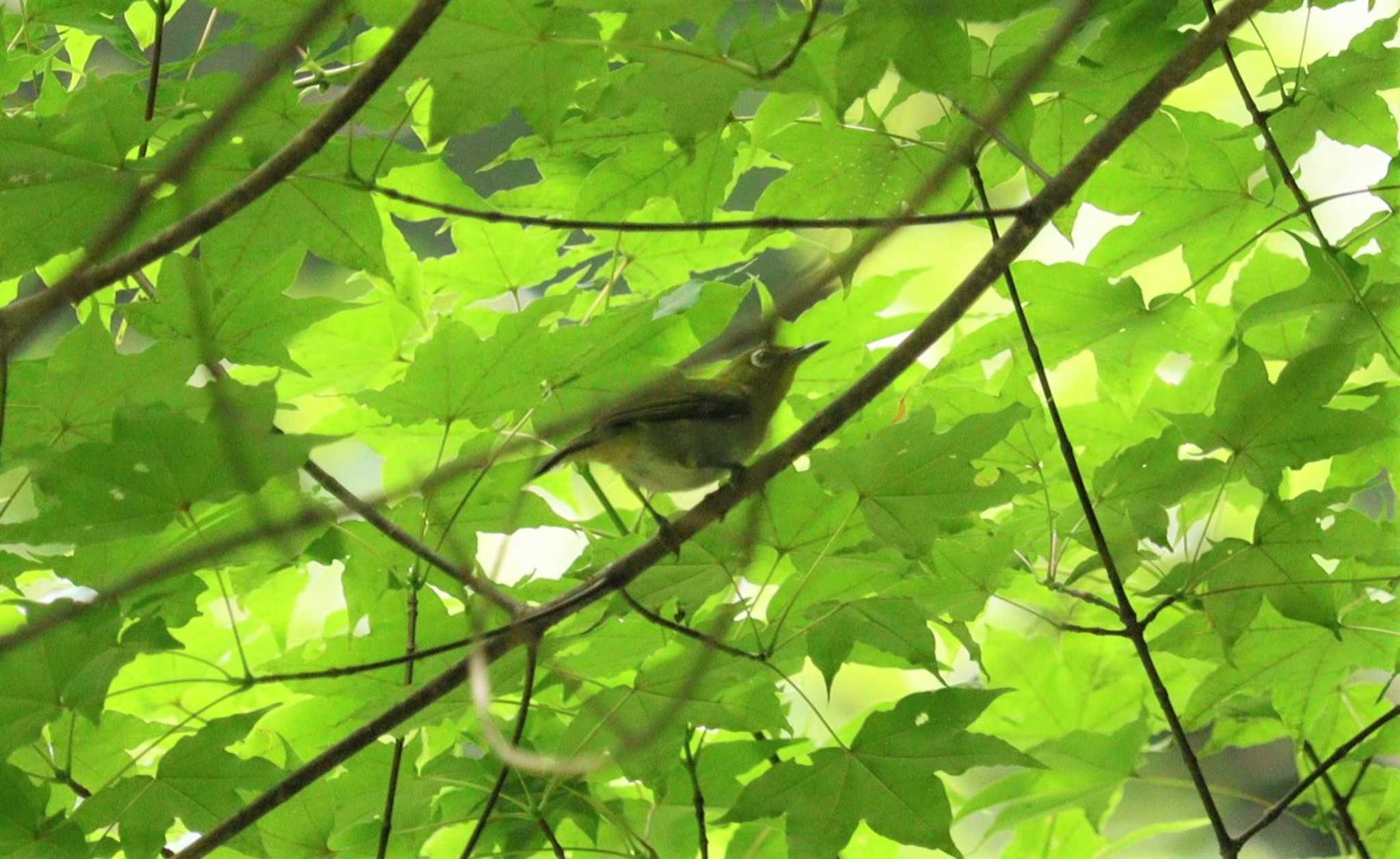 Warbling White-eye