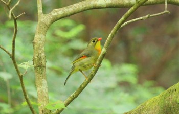 ソウシチョウ 海上の森 2023年7月7日(金)