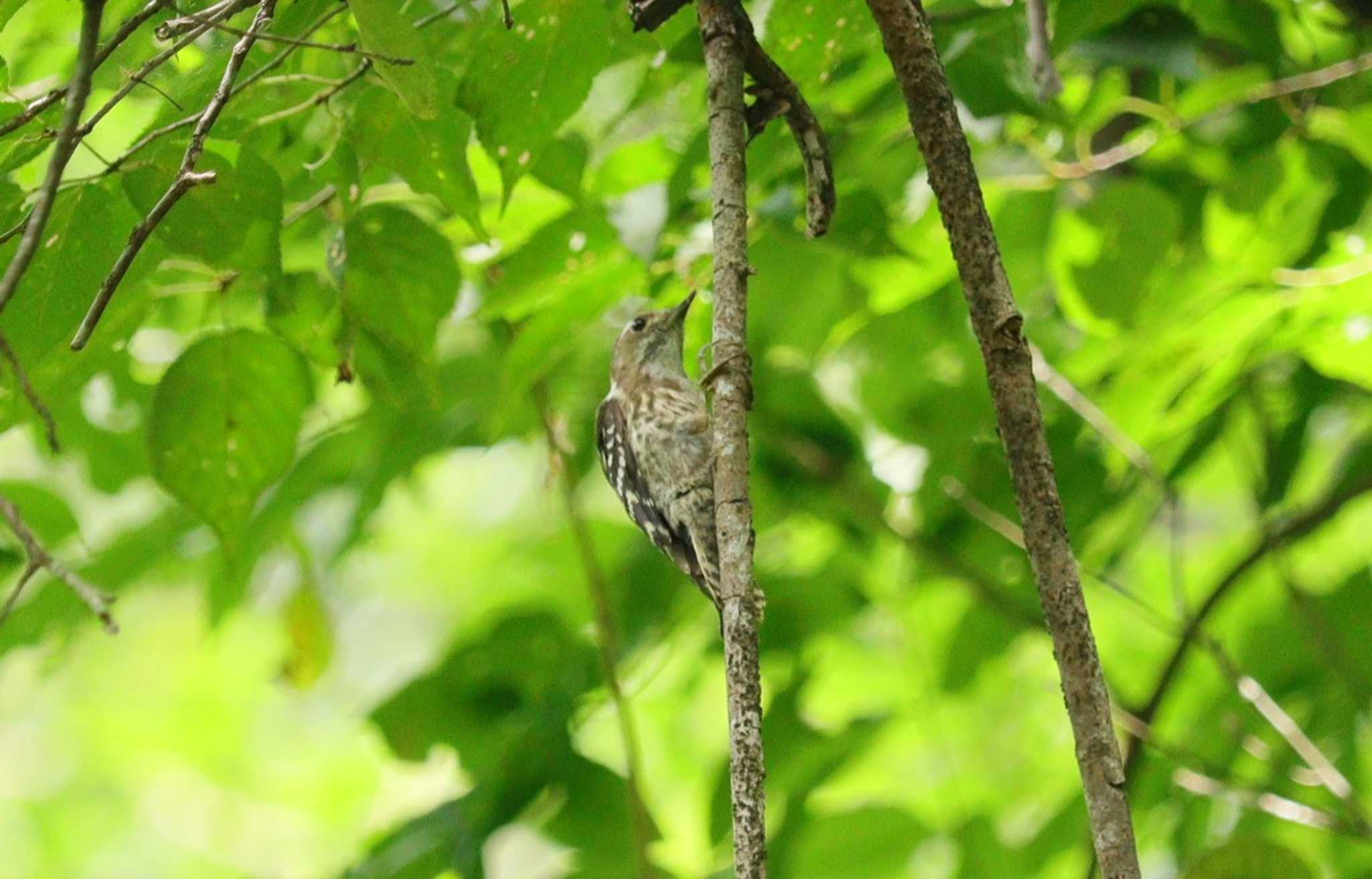 Japanese Pygmy Woodpecker