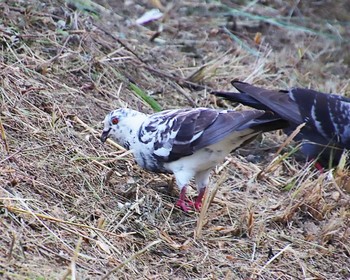 2023年7月7日(金) 堺浜の野鳥観察記録