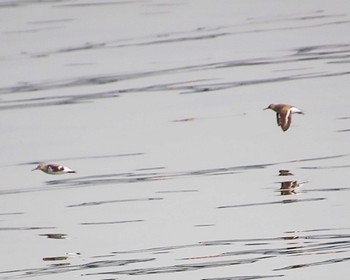 2023年7月7日(金) 大和川下流の野鳥観察記録