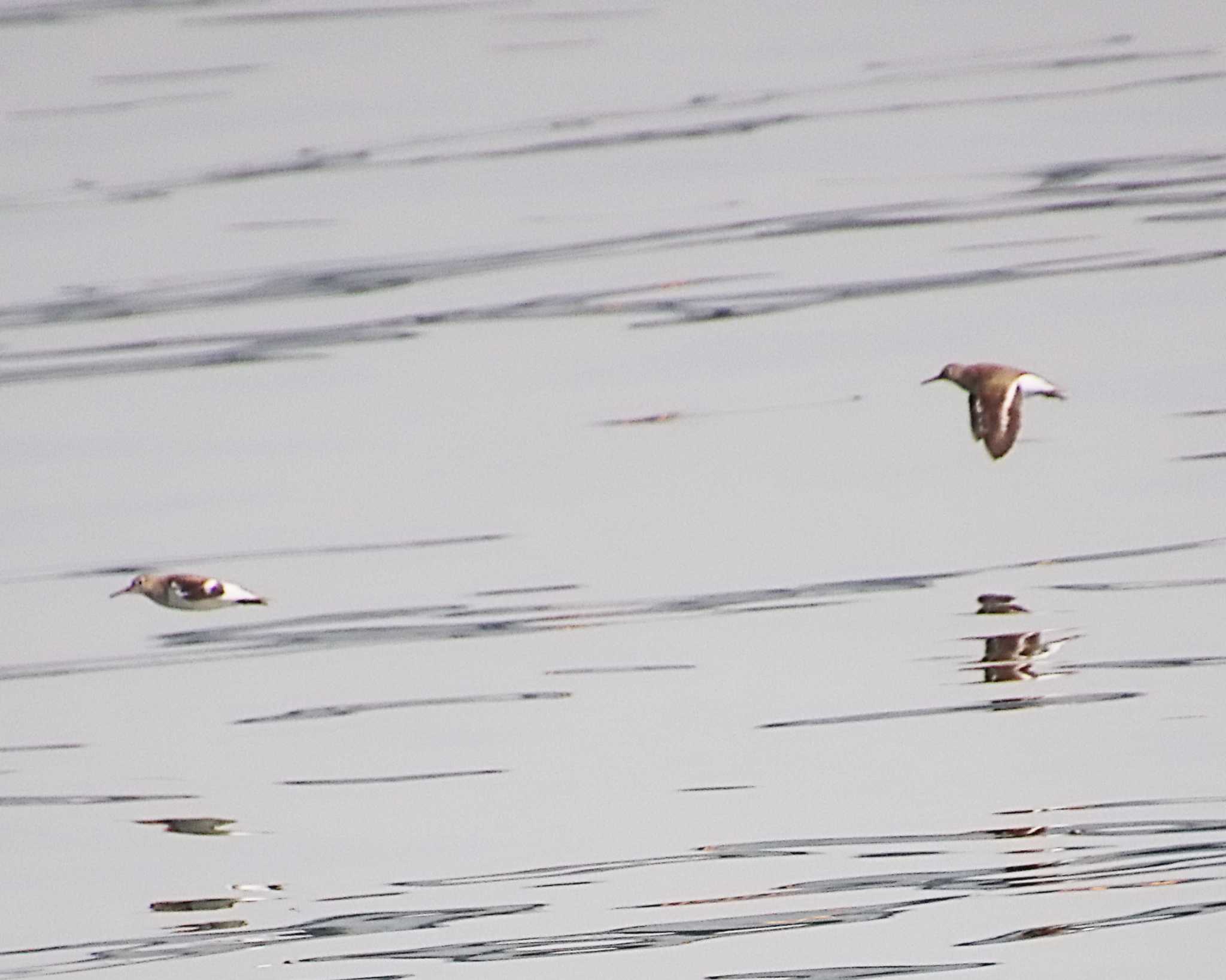 Common Sandpiper