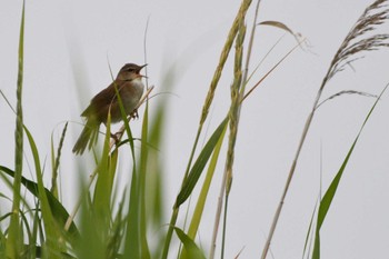 Middendorff's Grasshopper Warbler 小清水原生花園 Thu, 6/29/2023