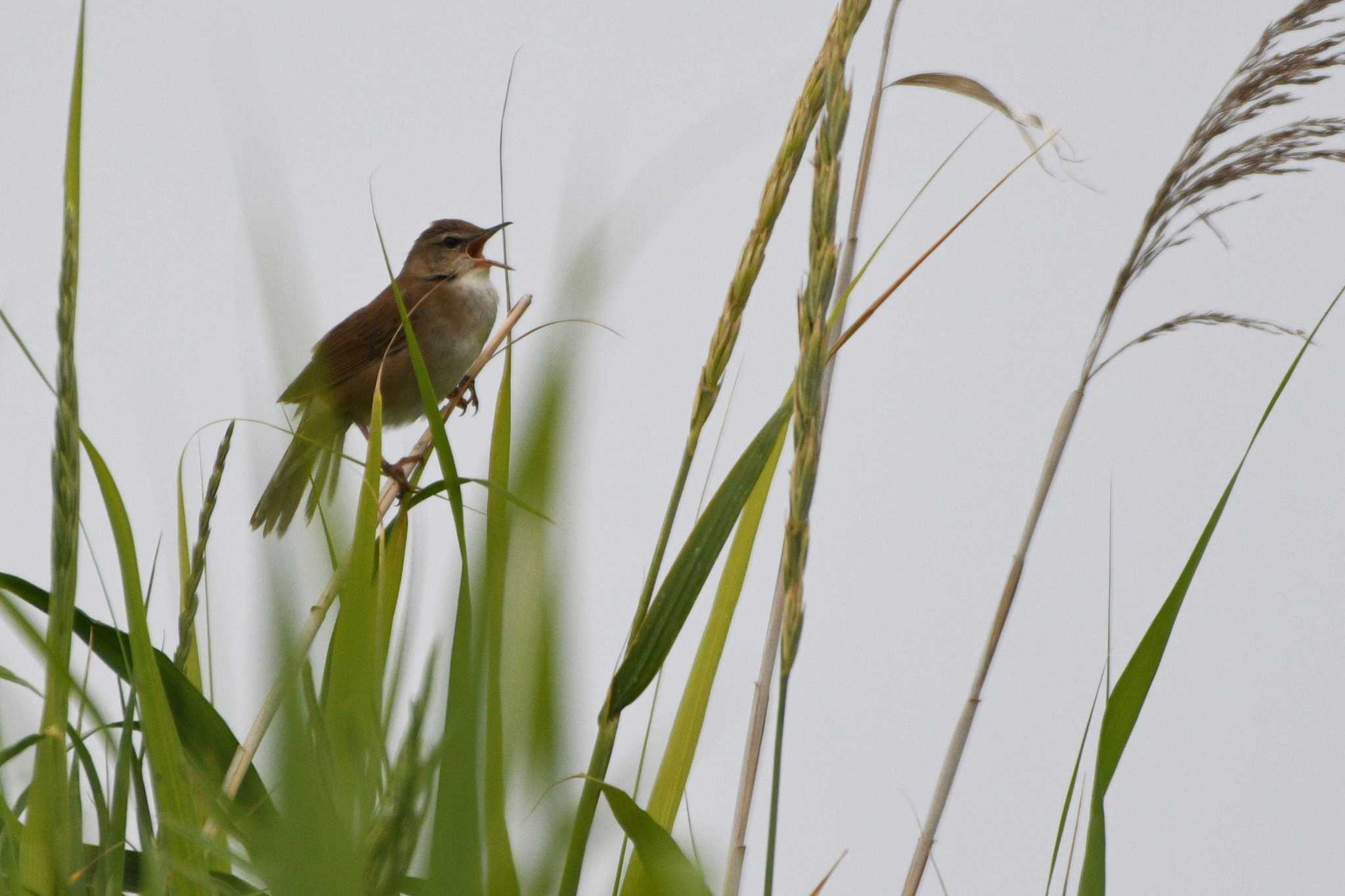 Middendorff's Grasshopper Warbler