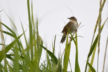 Middendorff's Grasshopper Warbler 小清水原生花園 Thu, 6/29/2023