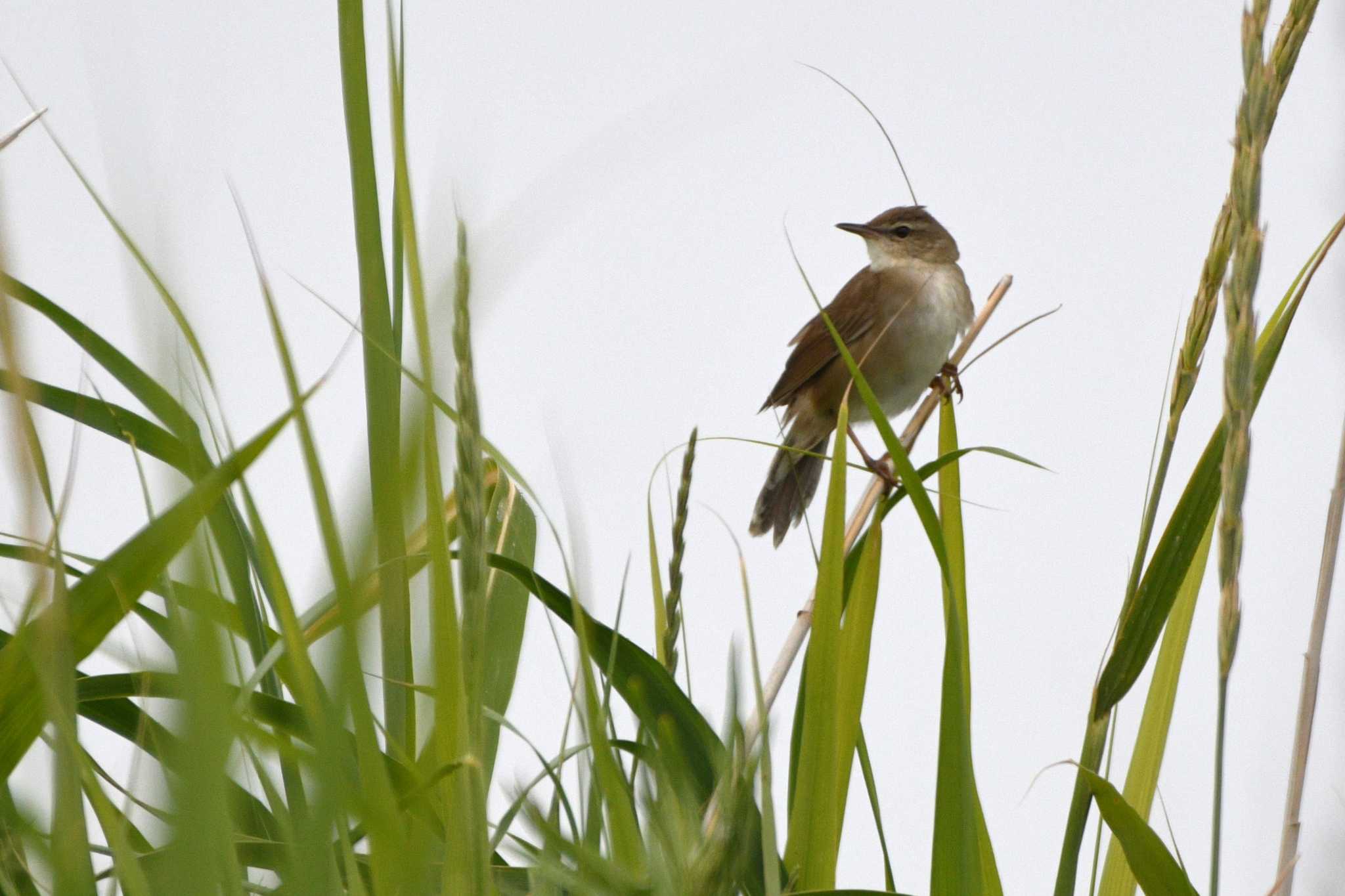 Middendorff's Grasshopper Warbler