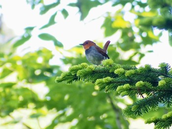 Japanese Robin Ozegahara Tue, 7/4/2023