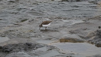 Common Sandpiper 鴨居港 Fri, 12/8/2017