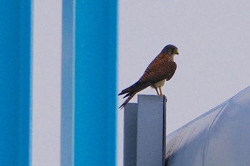 2023年7月7日(金) 淀川河川公園の野鳥観察記録