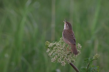 Middendorff's Grasshopper Warbler Kiritappu Wetland Sat, 6/17/2023