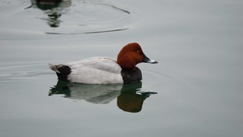 Common Pochard 鴨居港 Fri, 12/8/2017