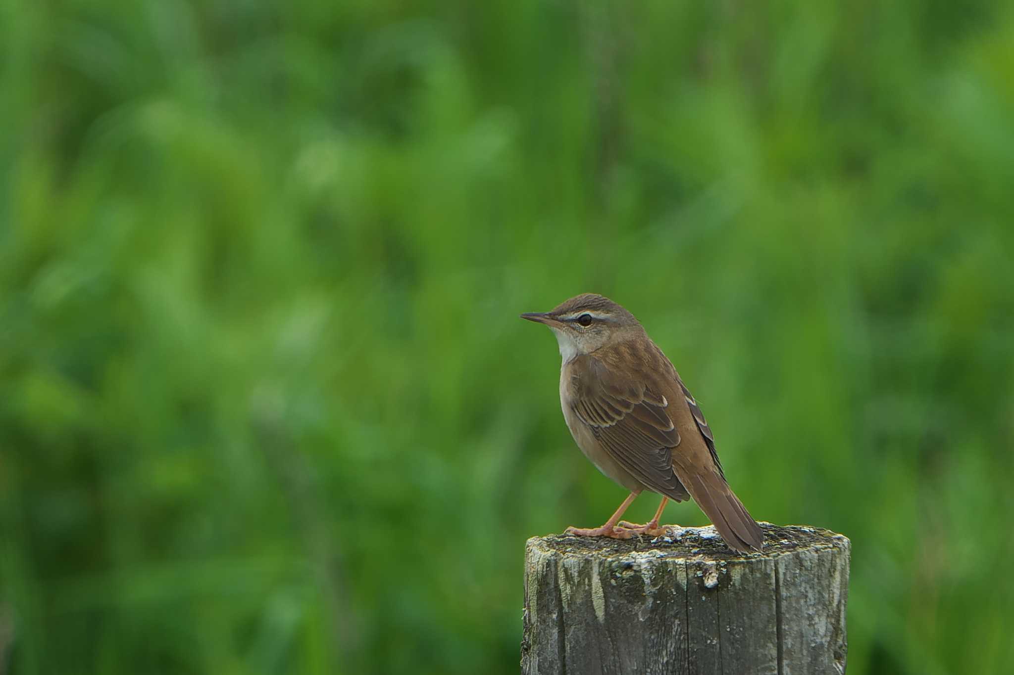 Middendorff's Grasshopper Warbler