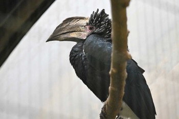 Silvery-cheeked Hornbill