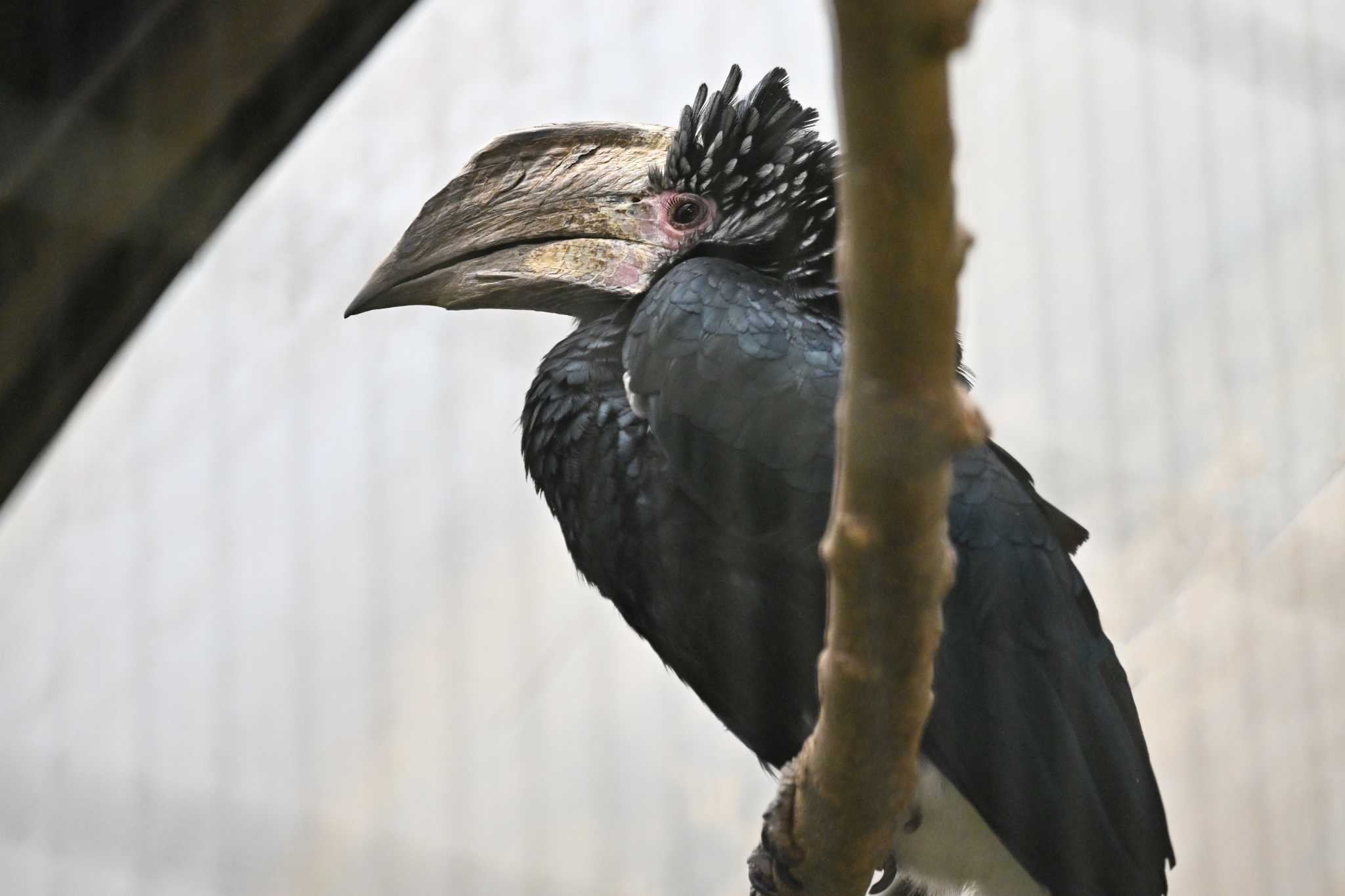 Photo of Silvery-cheeked Hornbill at  by Yokai