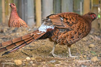 Copper Pheasant(ijimae) Unknown Spots Fri, 5/26/2023