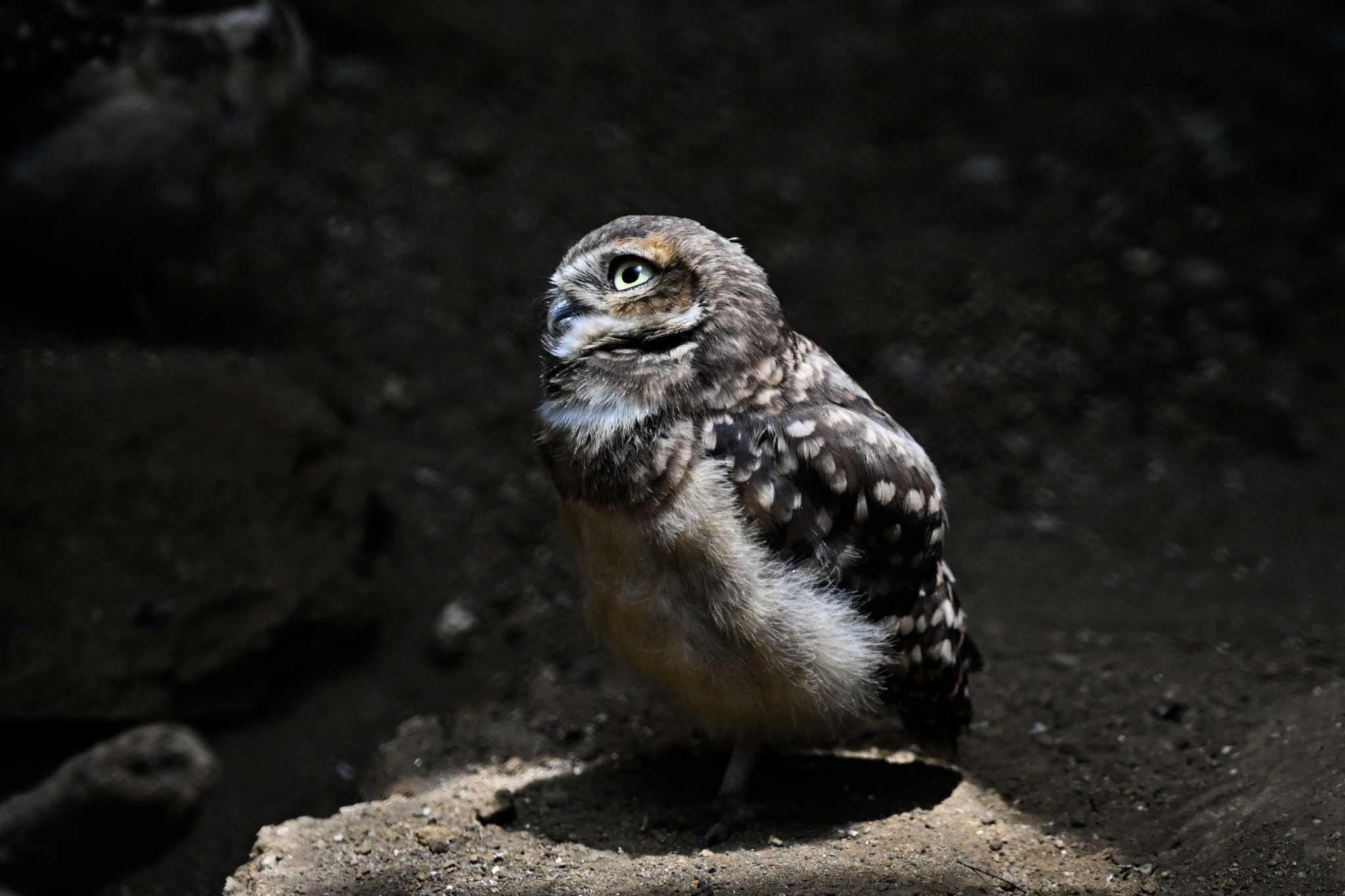 Photo of Burrowing Owl at  by Yokai