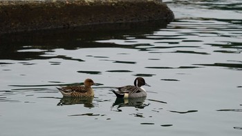 Northern Pintail 鴨居港 Fri, 12/8/2017