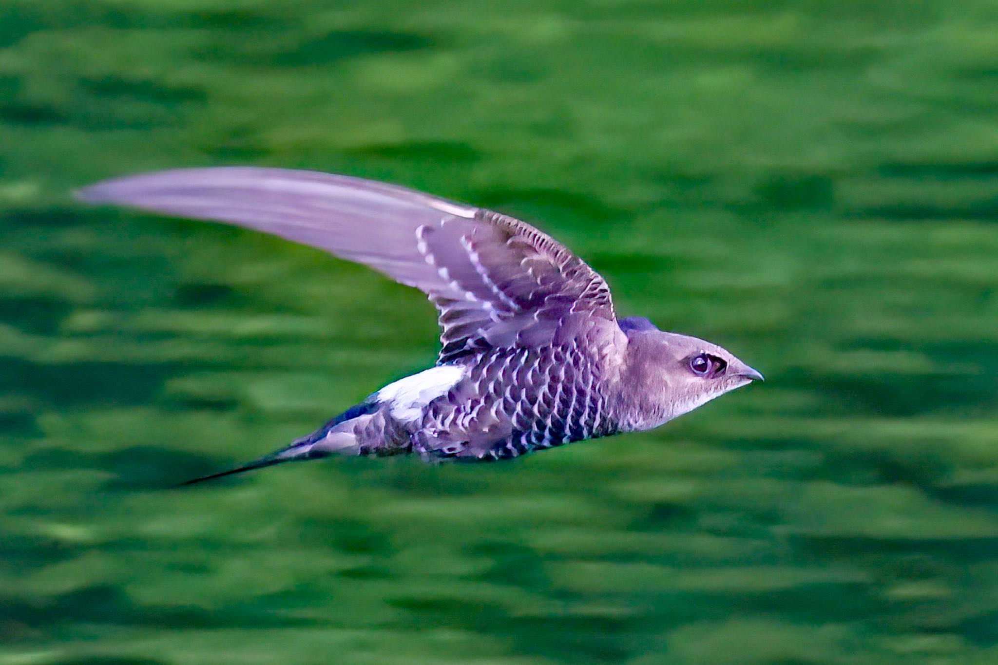 Photo of Pacific Swift at  by amachan