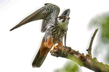 Eurasian Hobby 長野県 Sat, 7/1/2023