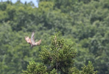 Grey-faced Buzzard Unknown Spots Mon, 7/3/2023