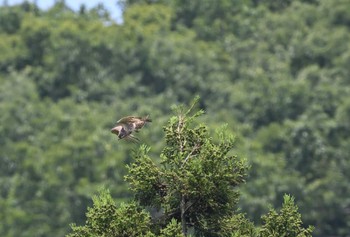 Grey-faced Buzzard Unknown Spots Mon, 7/3/2023