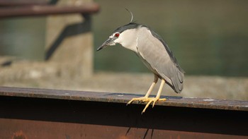 Black-crowned Night Heron Hama-rikyu Gardens Sat, 6/2/2018